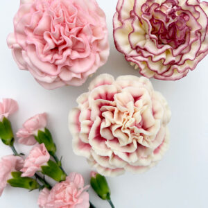 Rachelles Carnations