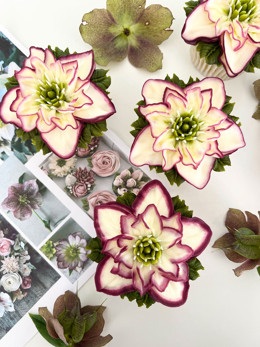 Rachelle's Hellabore Picotee