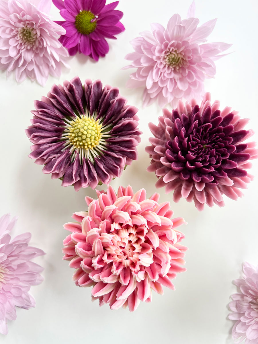 rachelles mums collection