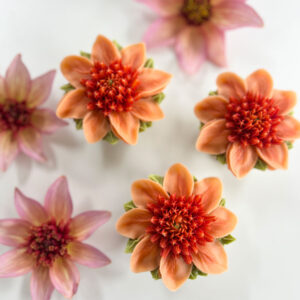 Dahlia ‘Totally Tangerine’