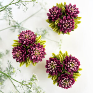 Knautia