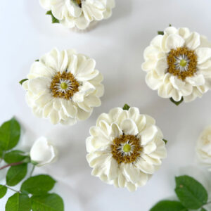 Rambling Rose ‘Rector’