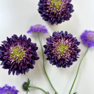 Rachelles Scabious